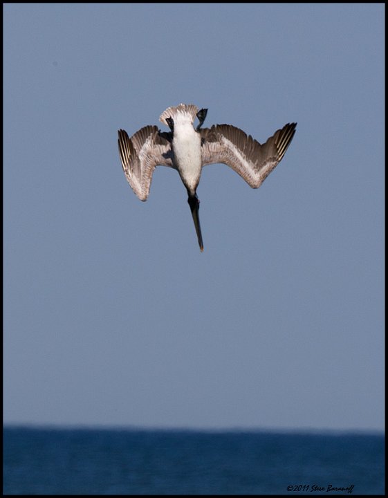 _1SB0216 brown pelican diving.jpg
